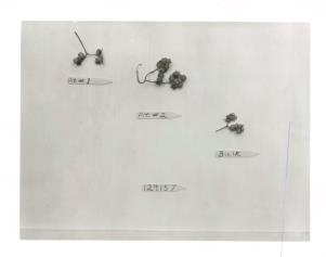 Click for 1 image(s) for this accession. FRUIT